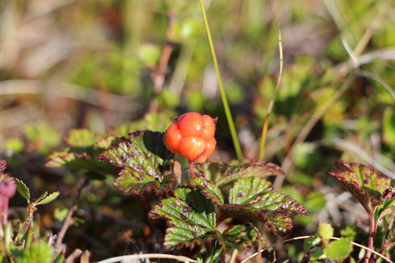 Cloudberry [Rubus chamaemorus]