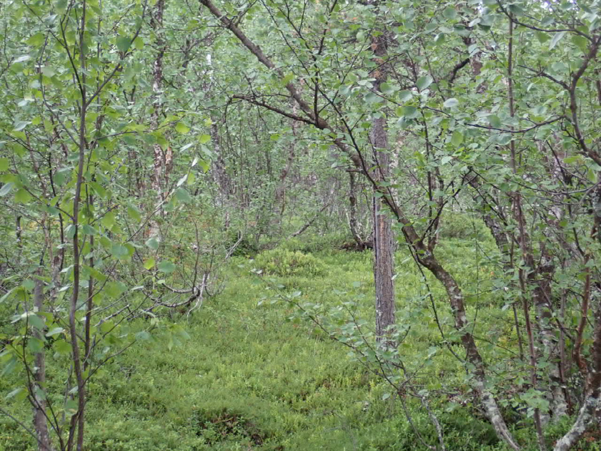 Way return again / Weg wieder zur&uuml;ck