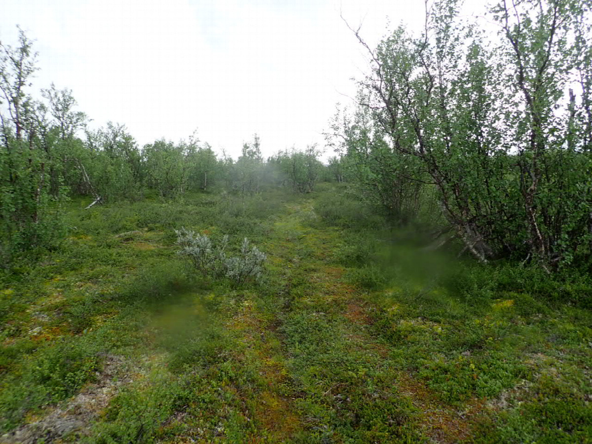 Way to the Rautas River / Weg zum Rautas Flu&szlig;