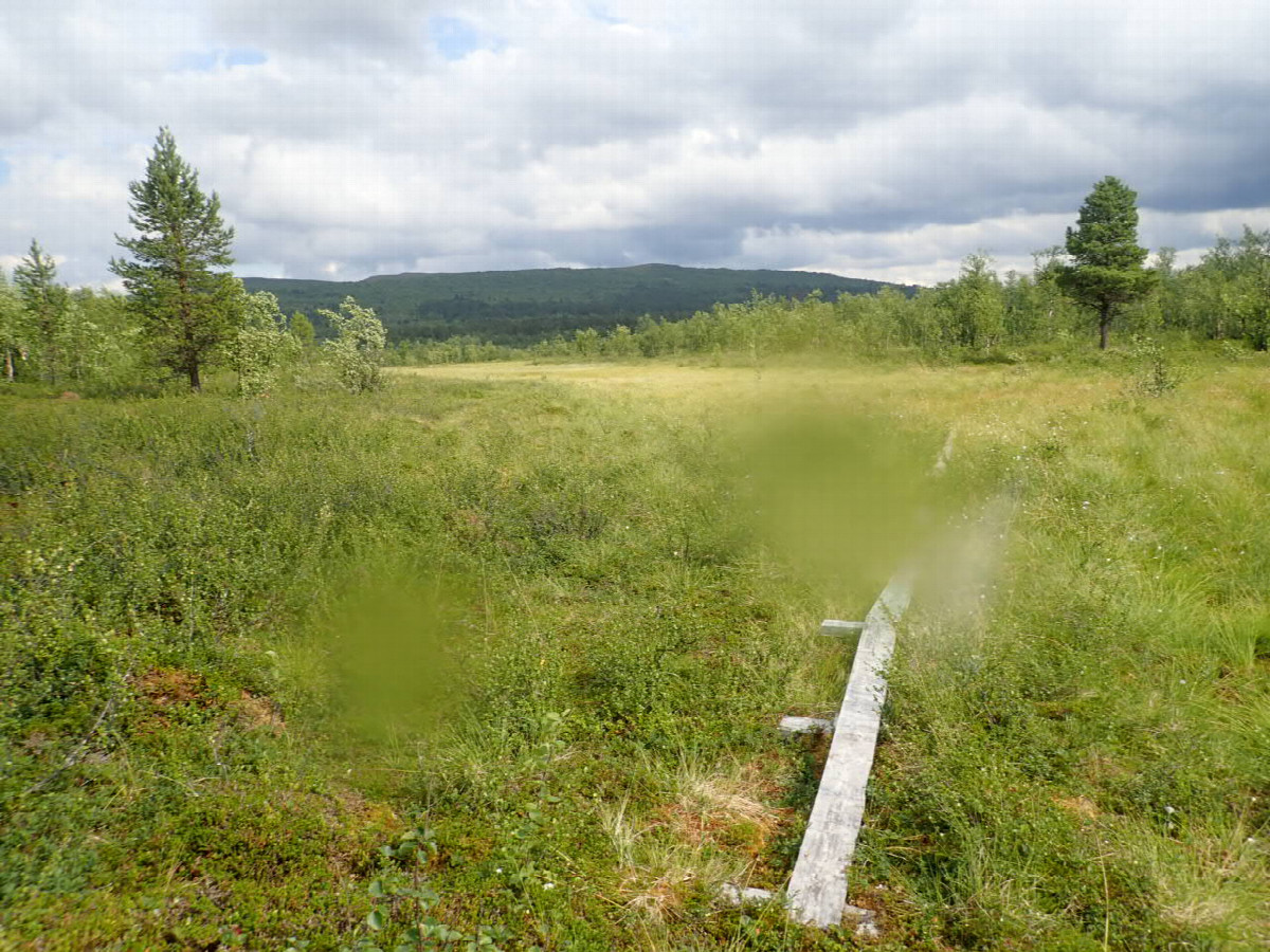 Way over Swampy Area / Weg &uuml;ber Sumpfgebiet