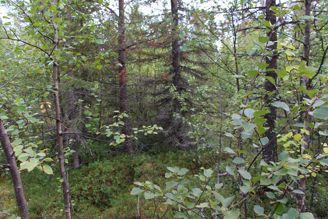 View to the South