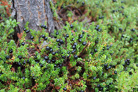 #8: Cranberry