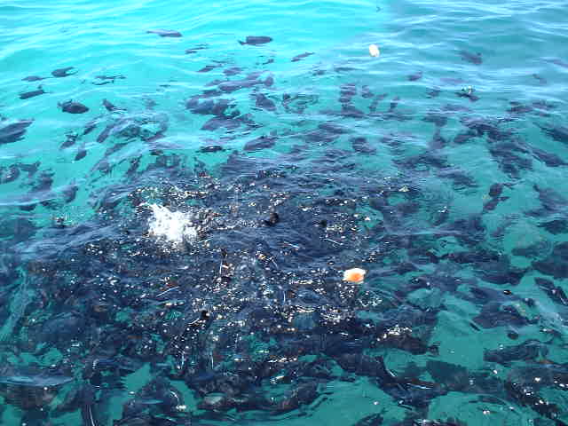 Black Fish devouring pieces of bread