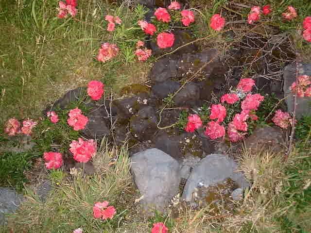 Roses are growing on the lava of the 1961 eruption