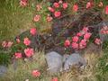 #8: Roses are growing on the lava of the 1961 eruption