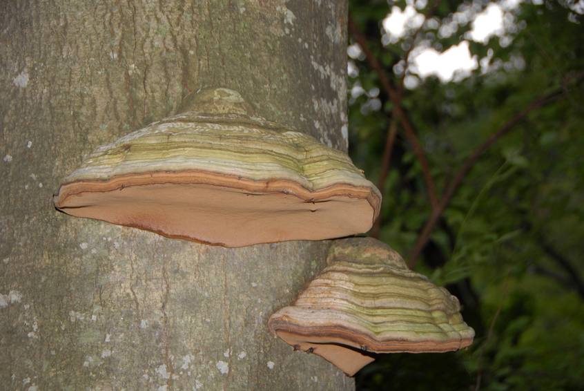 Mushrooms on trees