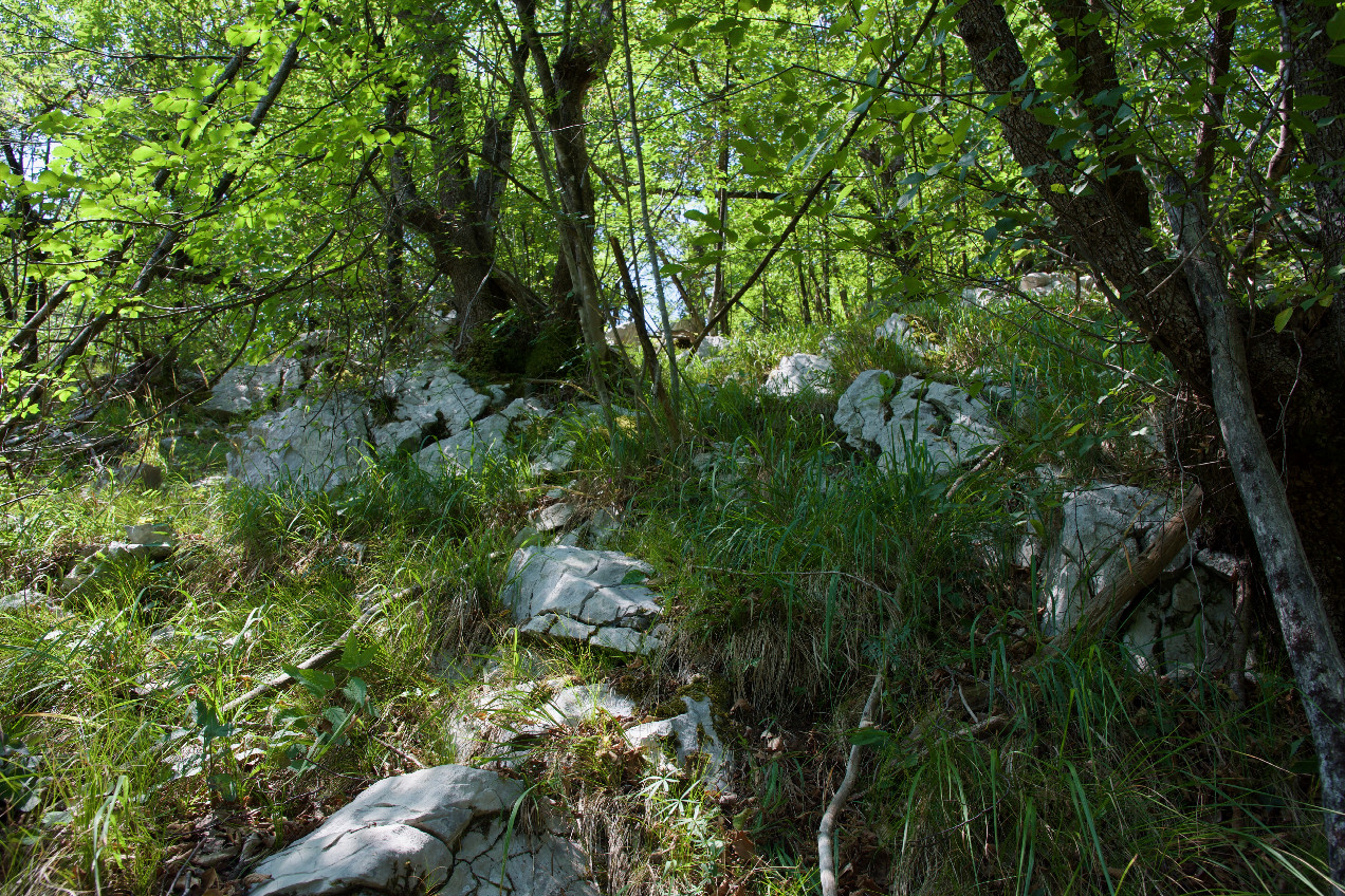 View West (up the slope)
