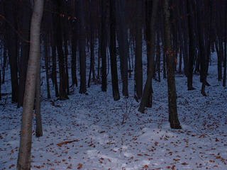 #1: Snowy forest near Tihaboj