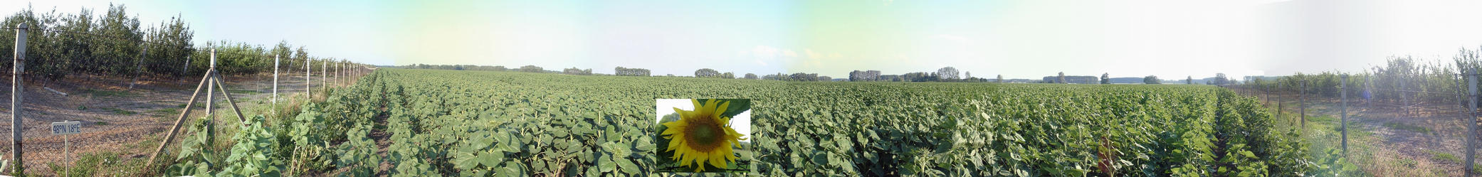 Looking around, just sunflowers everywhere beside apples