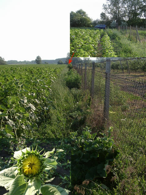 Look back along the fence to the road