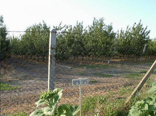 #1: An apple plantation and a confluence just beyond the fence