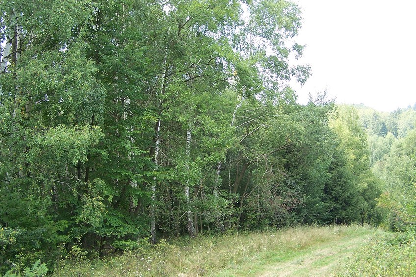 General view of the confluence (towards SW)