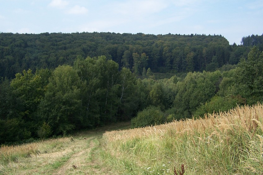 General view of the confluence (towards SW) - ca 100 m away