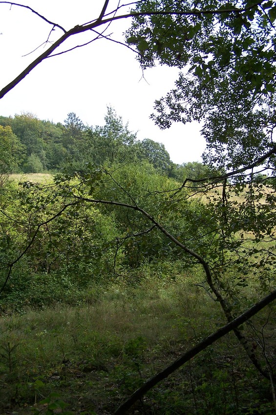 View towards NE from the confluence