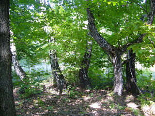 #1: View north from the exact point. Note the border of the forest!