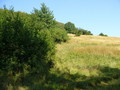 #5: View north approx. 10 metres east of actual point