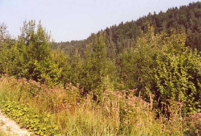 View to the north