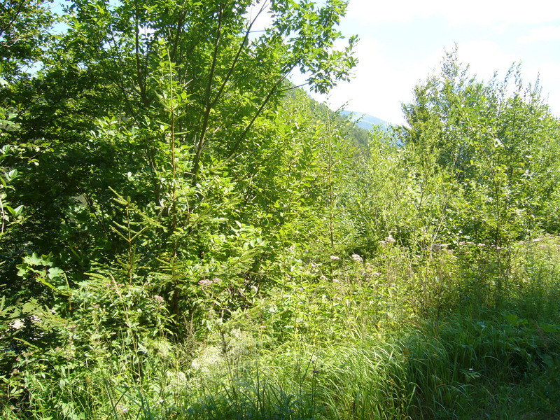 View towards NE from the path - Widok w kierunku NE ze ścieżki