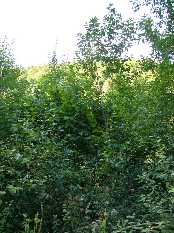 View north towards the valley