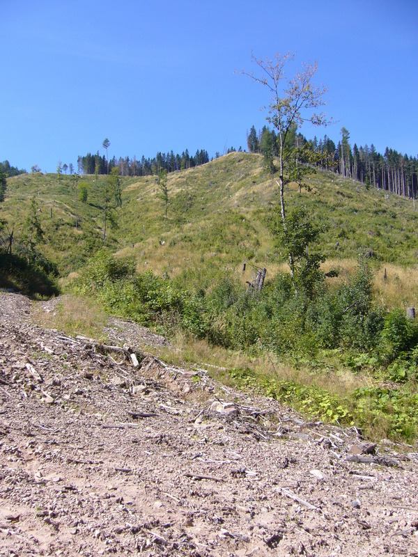 Point where I left the forest road and climbed to the top of the ridge!