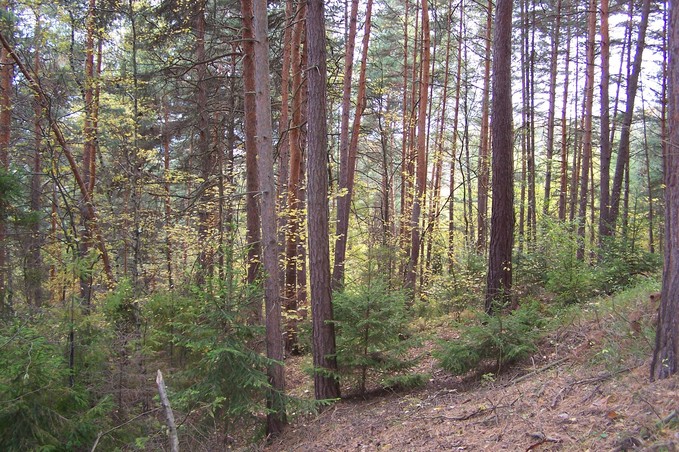 View towards S from the confluence