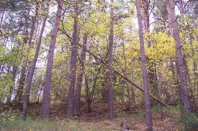 View towards W from the confluence