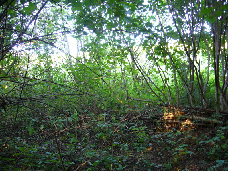 View east from exact point, note the end of the scrub few metres ahead.