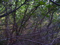 #3: View west from exact point in the middle of the scrub
