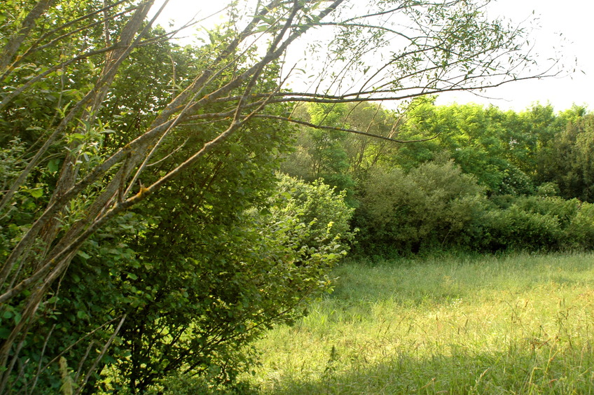 West view