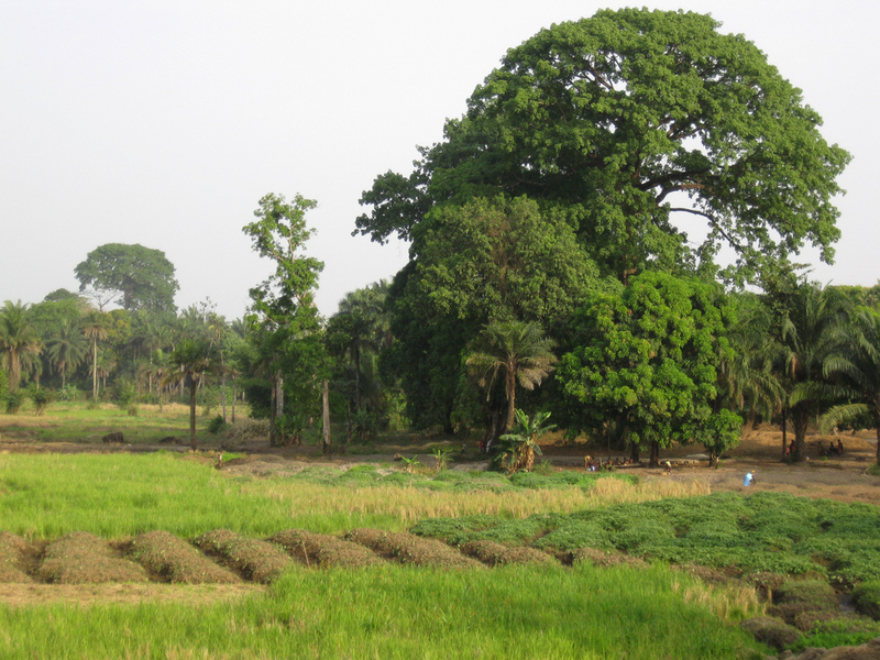 Silk cotton and rice