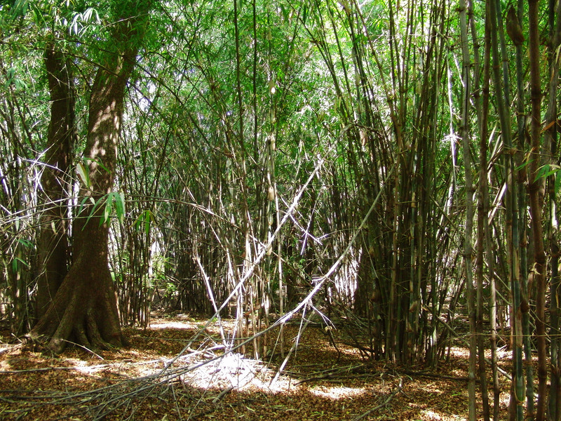 High bamboo forest