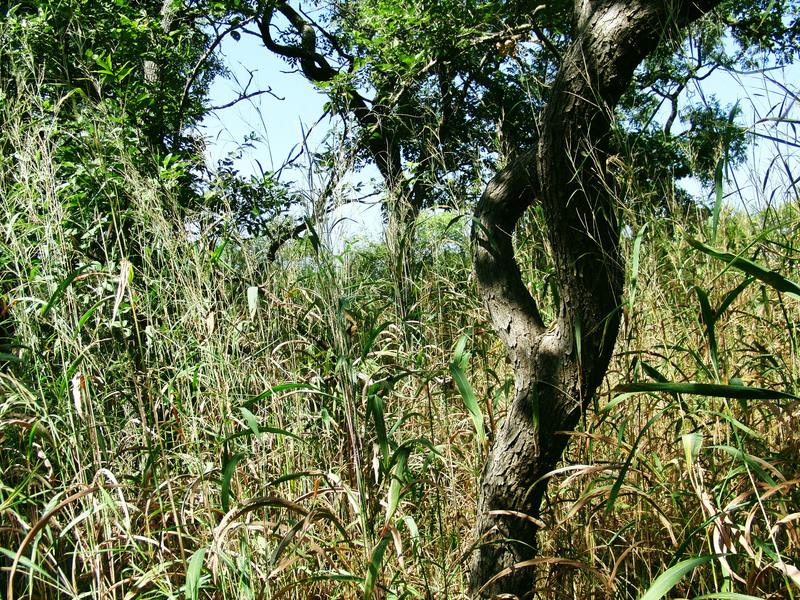 High grass in the North