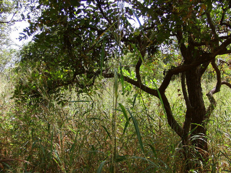 High grass in the South