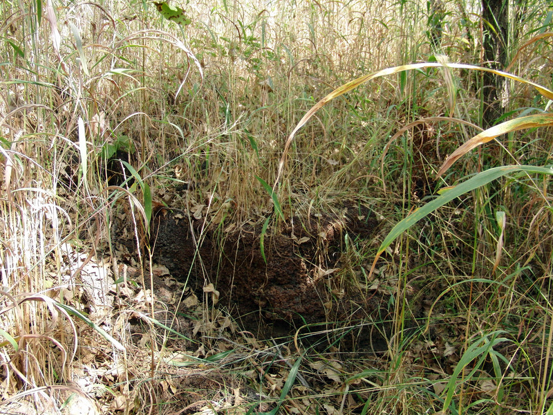 Confluence in high grass