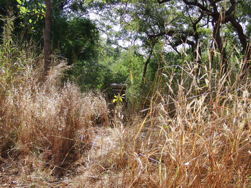 Toyo hide at the old descend between high grass