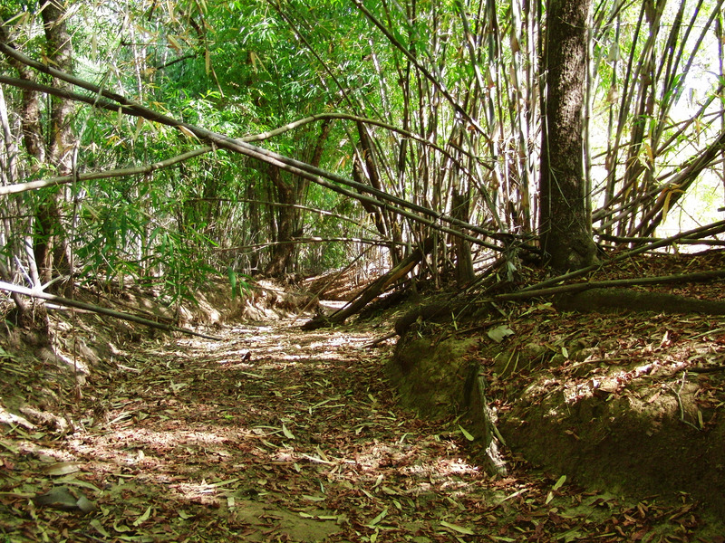 Walking through high bamboo forest along dry riverbed