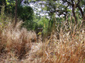 #8: Toyo hide at the old descend between high grass