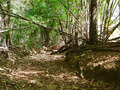 #9: Walking through high bamboo forest along dry riverbed