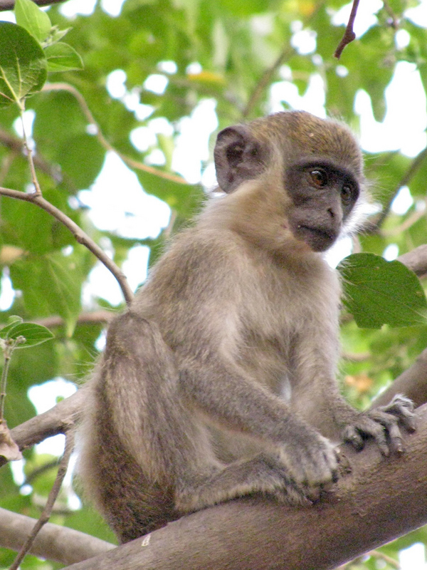 The green monkey is common in the riverine forests