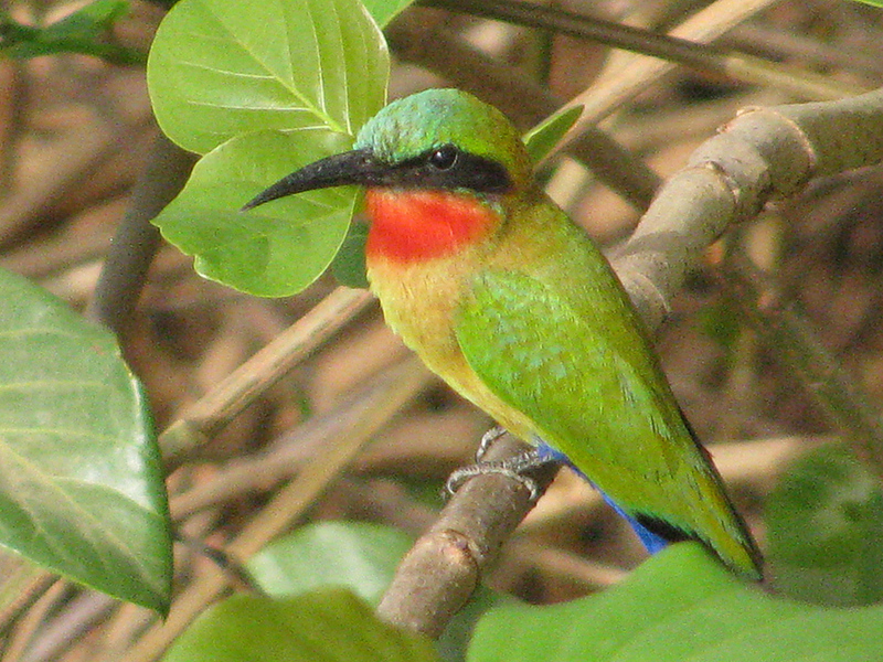 The Red-throated bee-eater is one among many colorful birds in the Park