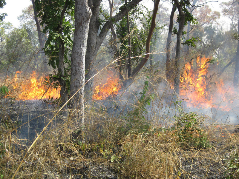 Annual grass fires sweep though the Park; fire is a common element in the ecology of these open woodlands