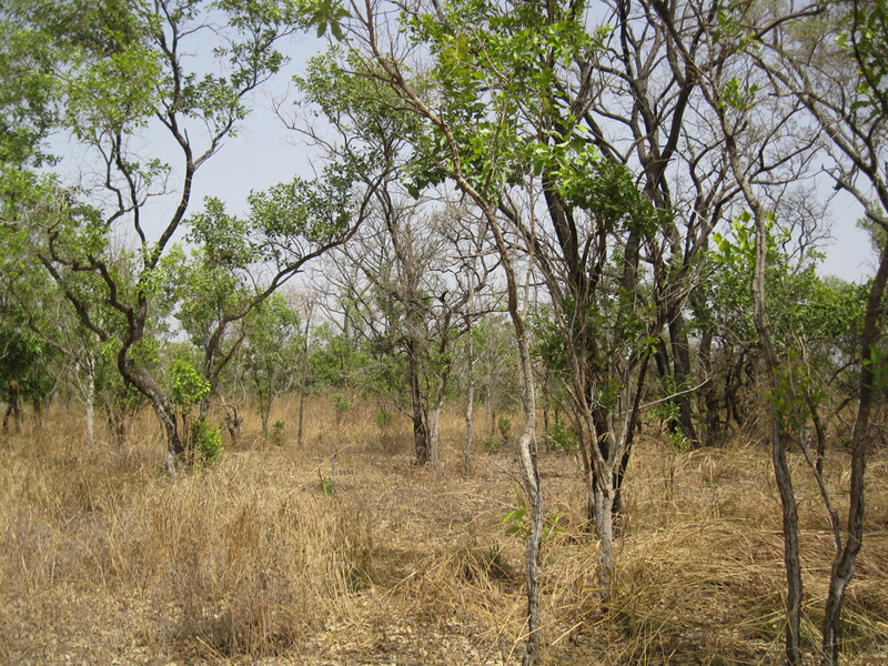 View east from the Confluence