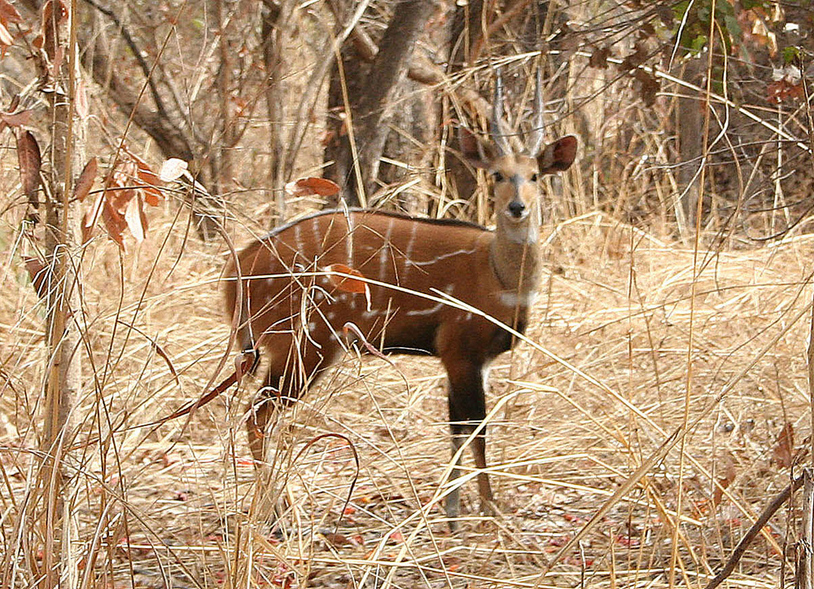 A bushbuck, with its distinctive markings