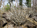 #11: The Euphorbia sudanica plant occurs on rocky outcrops
