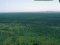 #13: An aerial view we took near the Confluence: a vast wooded savanna; Mont Assirik is seen in the distance.