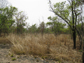 #5: View west from the Confluence