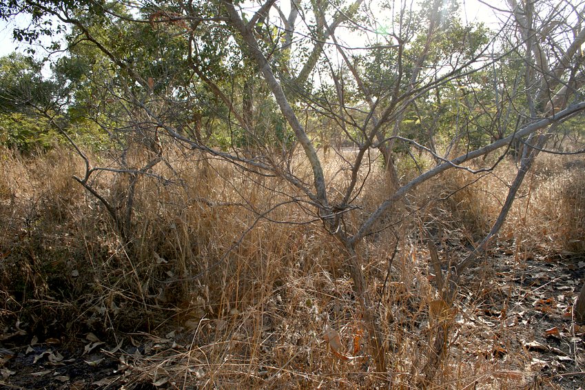 Bush and black coal spot from bushfire to the East