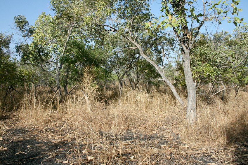 Bush and black coal spot from bushfire to the West