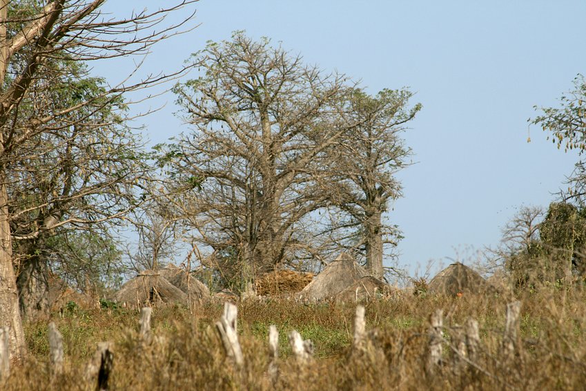 Tiny villages and Baobab forest