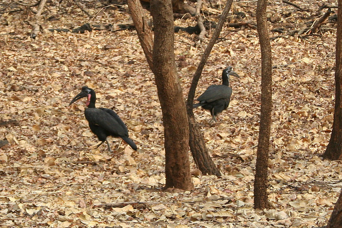A pair of Abyssinian Ground Hornbills searches for prey